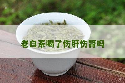 老白茶喝了伤肝伤肾吗