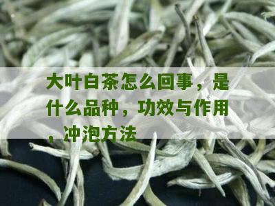 大叶白茶怎么回事，是什么品种，功效与作用，冲泡方法