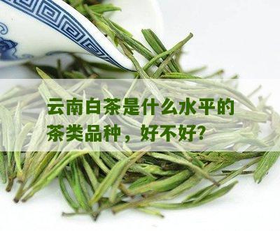 云南白茶是什么水平的茶类品种，好不好？