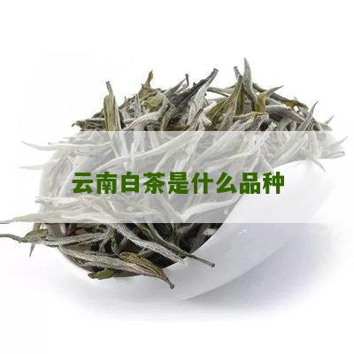 云南白茶是什么品种