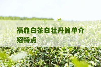 福鼎白茶白牡丹简单介绍特点