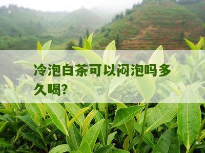 冷泡白茶可以闷泡吗多久喝？