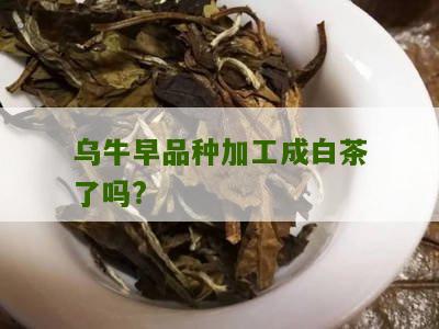 乌牛早品种加工成白茶了吗?