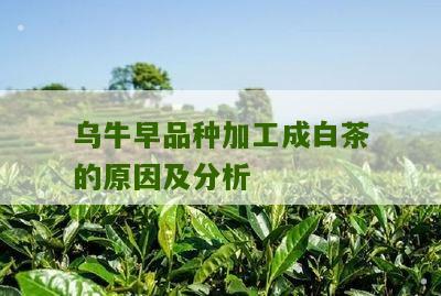 乌牛早品种加工成白茶的原因及分析