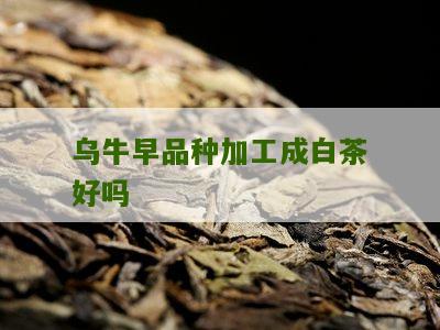 乌牛早品种加工成白茶好吗