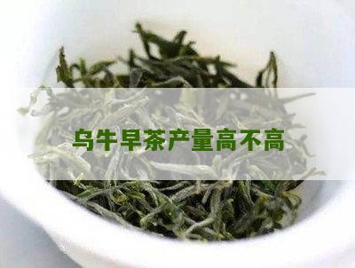 乌牛早茶产量高不高