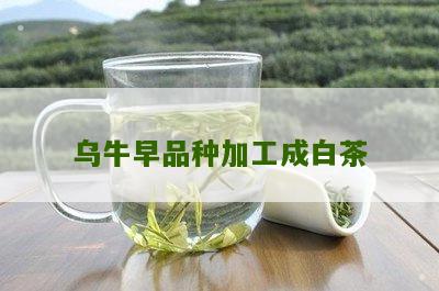 乌牛早品种加工成白茶