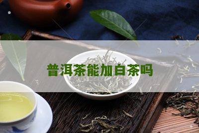 普洱茶能加白茶吗