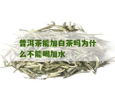 普洱茶能加白茶吗为什么不能喝加水