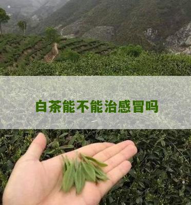 白茶能不能治感冒吗