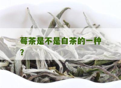 莓茶是不是白茶的一种？