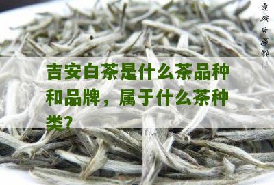 吉安白茶是什么茶品种和品牌，属于什么茶种类？