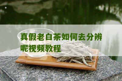 真假老白茶如何去分辨呢视频教程