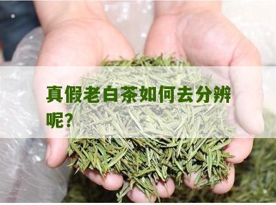 真假老白茶如何去分辨呢？