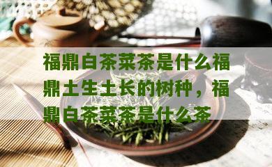 福鼎白茶菜茶是什么福鼎土生土长的树种，福鼎白茶菜茶是什么茶