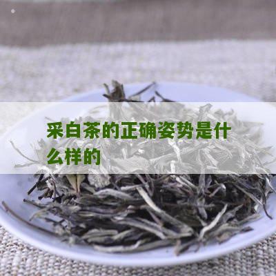 采白茶的正确姿势是什么样的