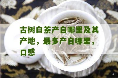 古树白茶产自哪里及其产地，最多产自哪里，口感