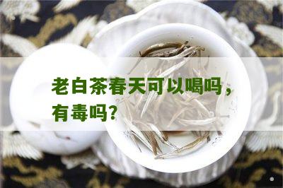 老白茶春天可以喝吗，有毒吗？