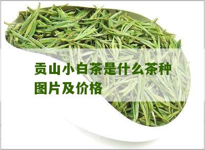 贡山小白茶是什么茶种图片及价格