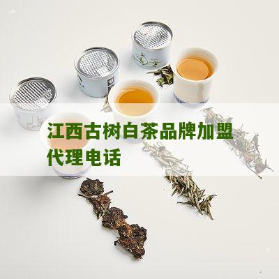 江西古树白茶品牌加盟代理电话