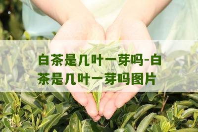 白茶是几叶一芽吗-白茶是几叶一芽吗图片