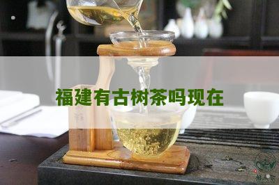 福建有古树茶吗现在