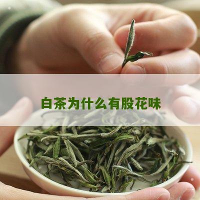 白茶为什么有股花味