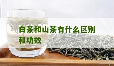 白茶和山茶有什么区别和功效