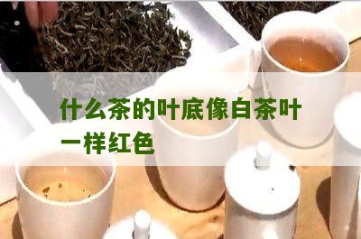 什么茶的叶底像白茶叶一样红色