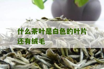 什么茶叶是白色的叶片还有绒毛