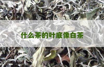 什么茶的叶底像白茶