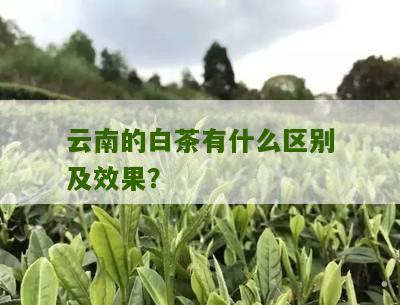 云南的白茶有什么区别及效果？