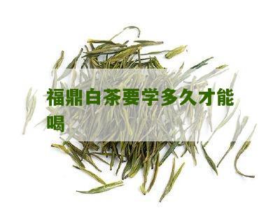 福鼎白茶要学多久才能喝