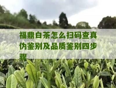 福鼎白茶怎么扫码查真伪鉴别及品质鉴别四步骤