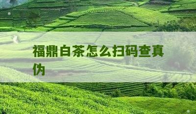 福鼎白茶怎么扫码查真伪