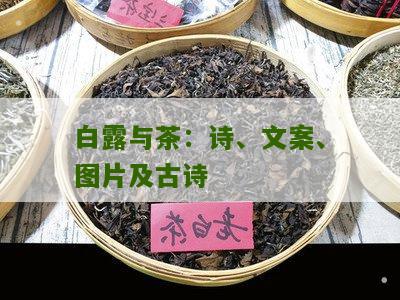 白露与茶：诗、文案、图片及古诗