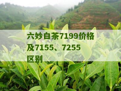 六妙白茶7199价格及7155、7255区别