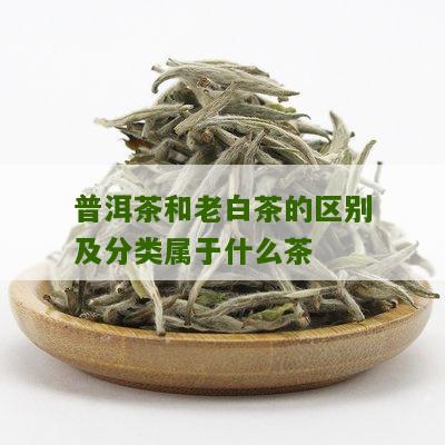 普洱茶和老白茶的区别及分类属于什么茶