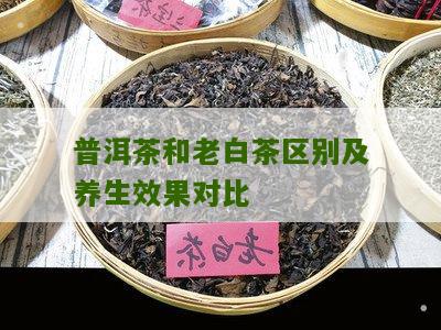 普洱茶和老白茶区别及养生效果对比