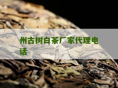 州古树白茶厂家代理电话