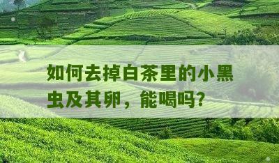 如何去掉白茶里的小黑虫及其卵，能喝吗？