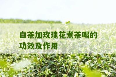 白茶加玫瑰花煮茶喝的功效及作用