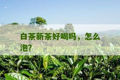 白茶新茶好喝吗，怎么泡？