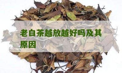 老白茶越放越好吗及其原因