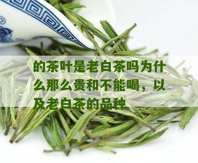 的茶叶是老白茶吗为什么那么贵和不能喝，以及老白茶的品种