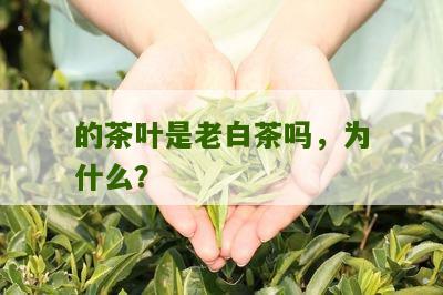 的茶叶是老白茶吗，为什么？