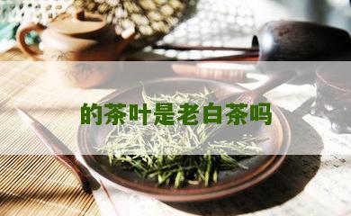 的茶叶是老白茶吗