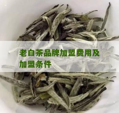 老白茶品牌加盟费用及加盟条件