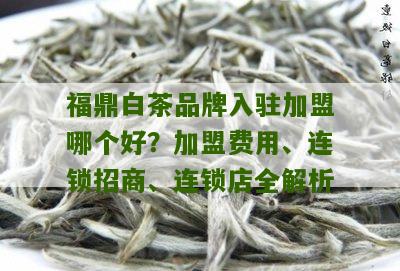 福鼎白茶品牌入驻加盟哪个好？加盟费用、连锁招商、连锁店全解析