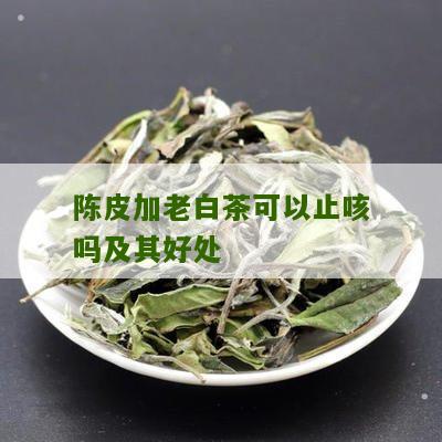 陈皮加老白茶可以止咳吗及其好处